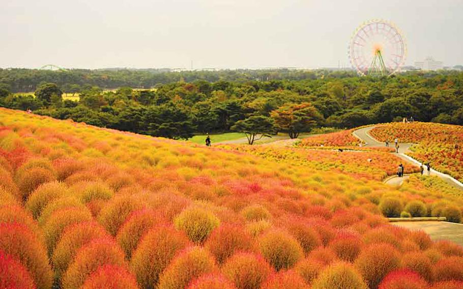 Autumn flowers in Hitachi Seaside Park.
