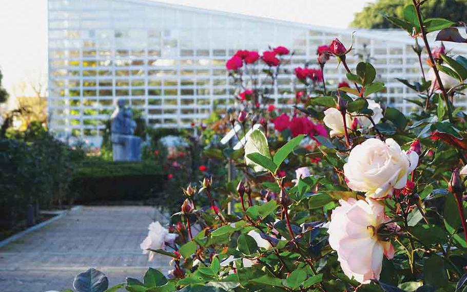 Autumn flowers in Jindai Botanical Gardens.