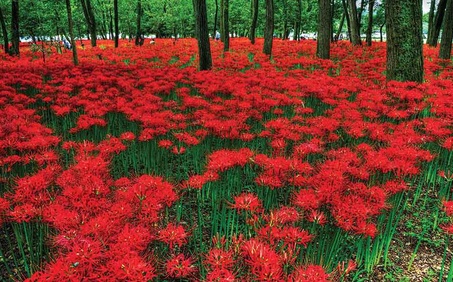 Autumn flowers in Kinchakuda Manjushage Park.