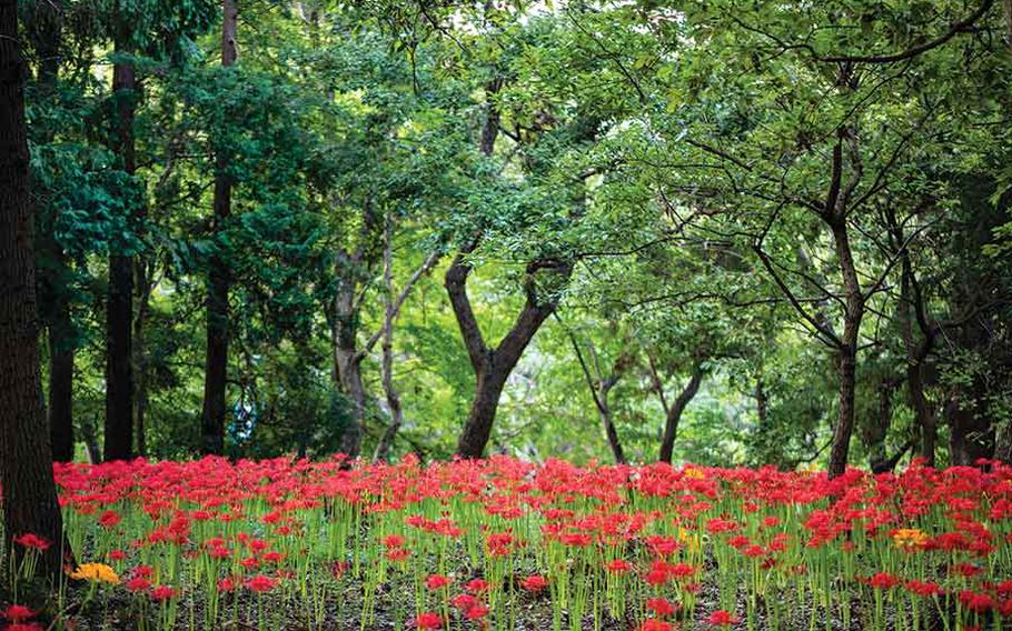 Autumn flowers in Yachiyo City’s Murakami Green Space Park.