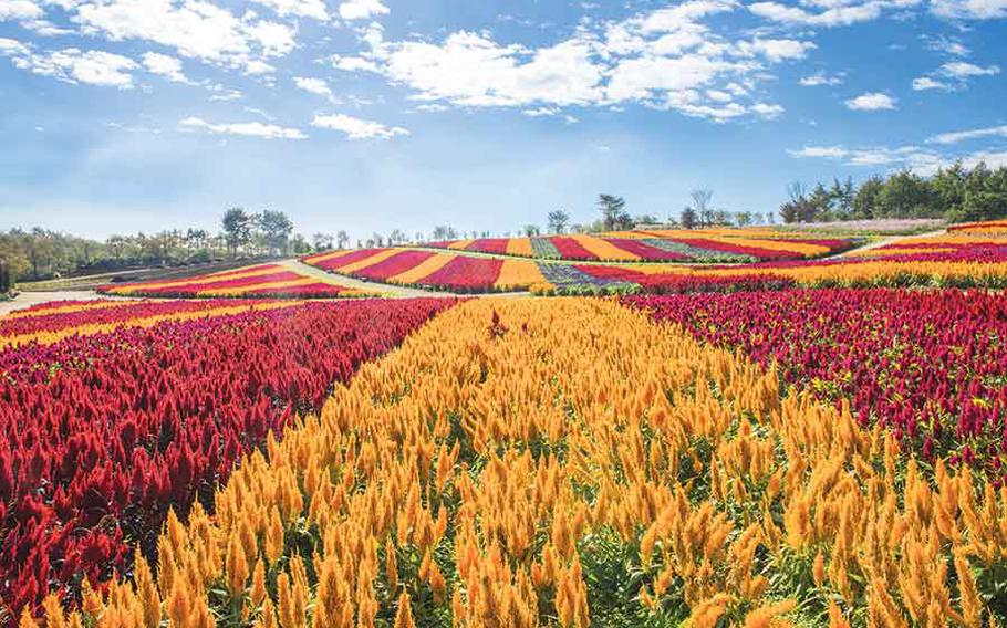 Autumn flowers in Nasu Flower World.