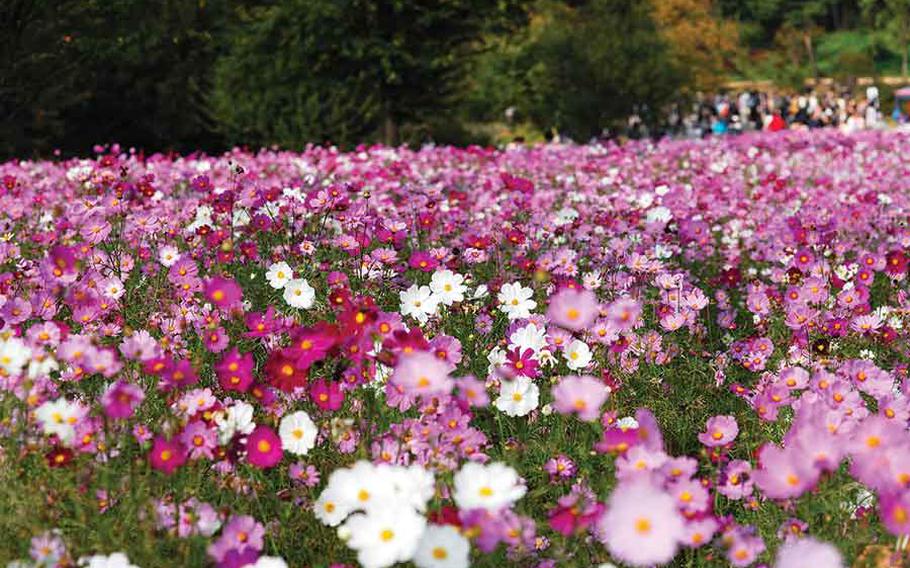 Autumn flowers in Showa Kinen Park.