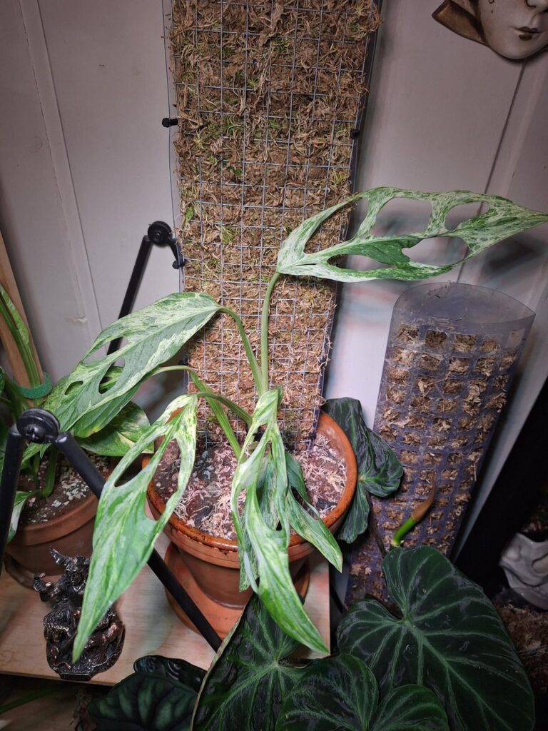 My Monstera Indonesian Marble