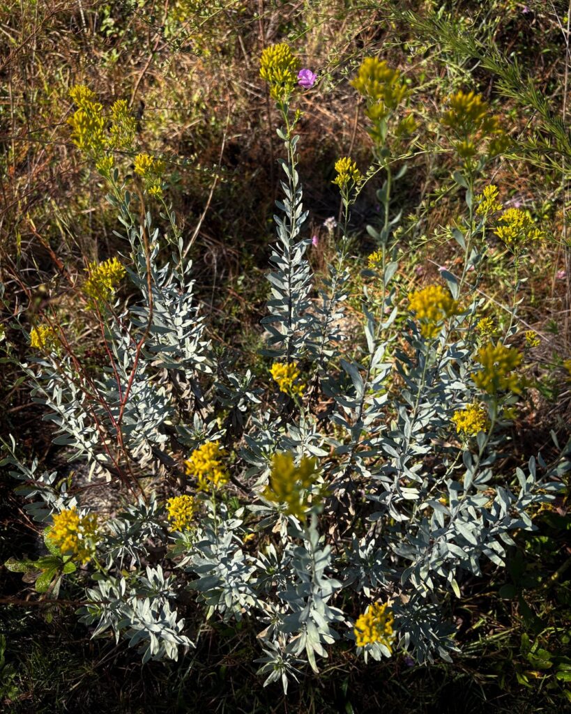 Florida wildflower season is here and so many of the species I’ve been planting or spreading seeds for have started to thrive after a couple years of adding in more native plants and prescribed burning and cutting out thickets,