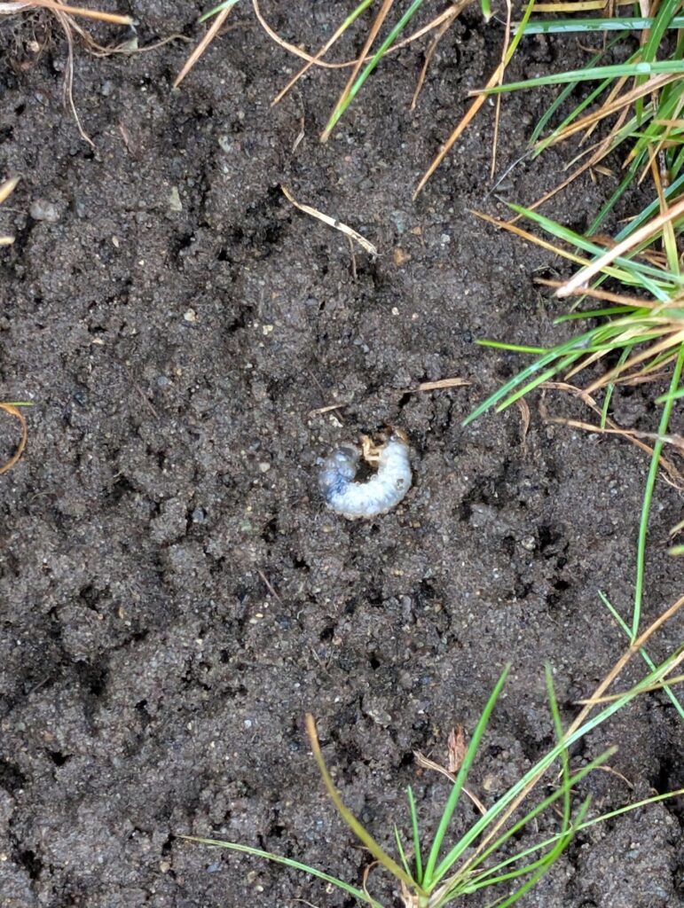 Grubs. Anyone actually beat them? Grubs. Anyone actually beat them?