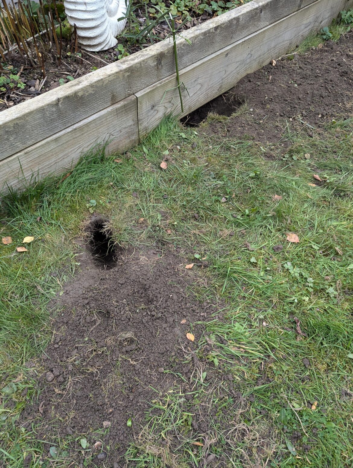 What's dug these holes over the last couple of days?