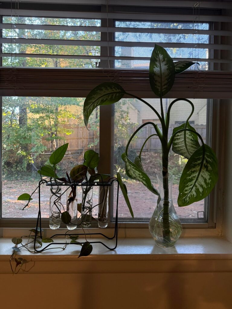 Looking for some advice Looking for some advice