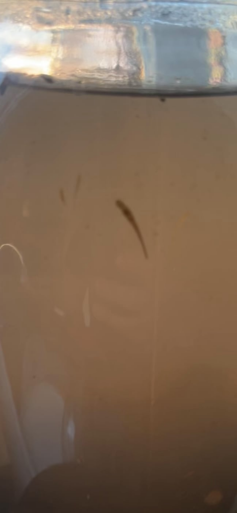 What is this worm like creature?