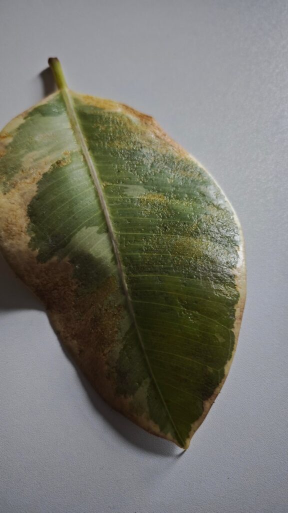 Unusual texture on my rubber plant leaves