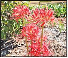 Master Gardener Association invites all to Fall Open House