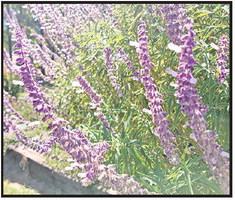 Master Gardener Association invites all to Fall Open House