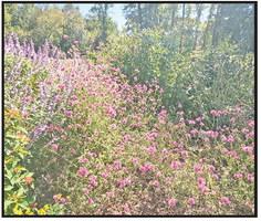 Master Gardener Association invites all to Fall Open House