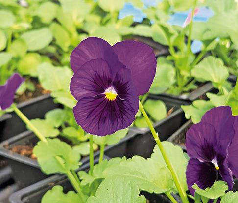 Master Gardener Association invites all to Fall Open House