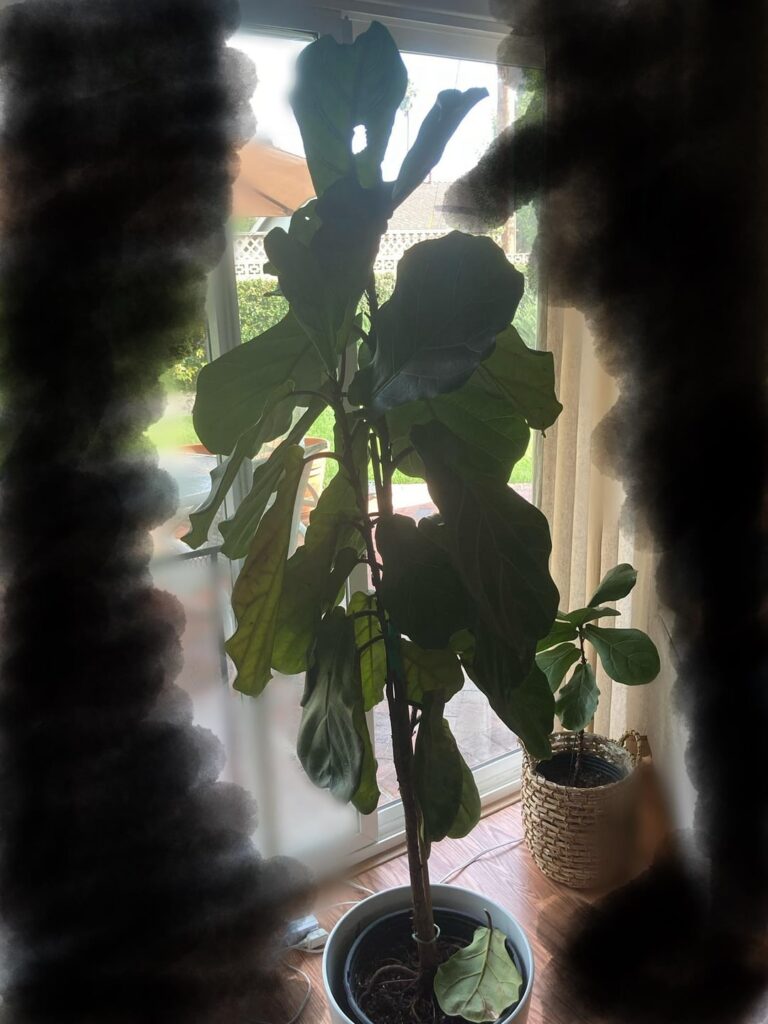 Drooping & Losing Leaves