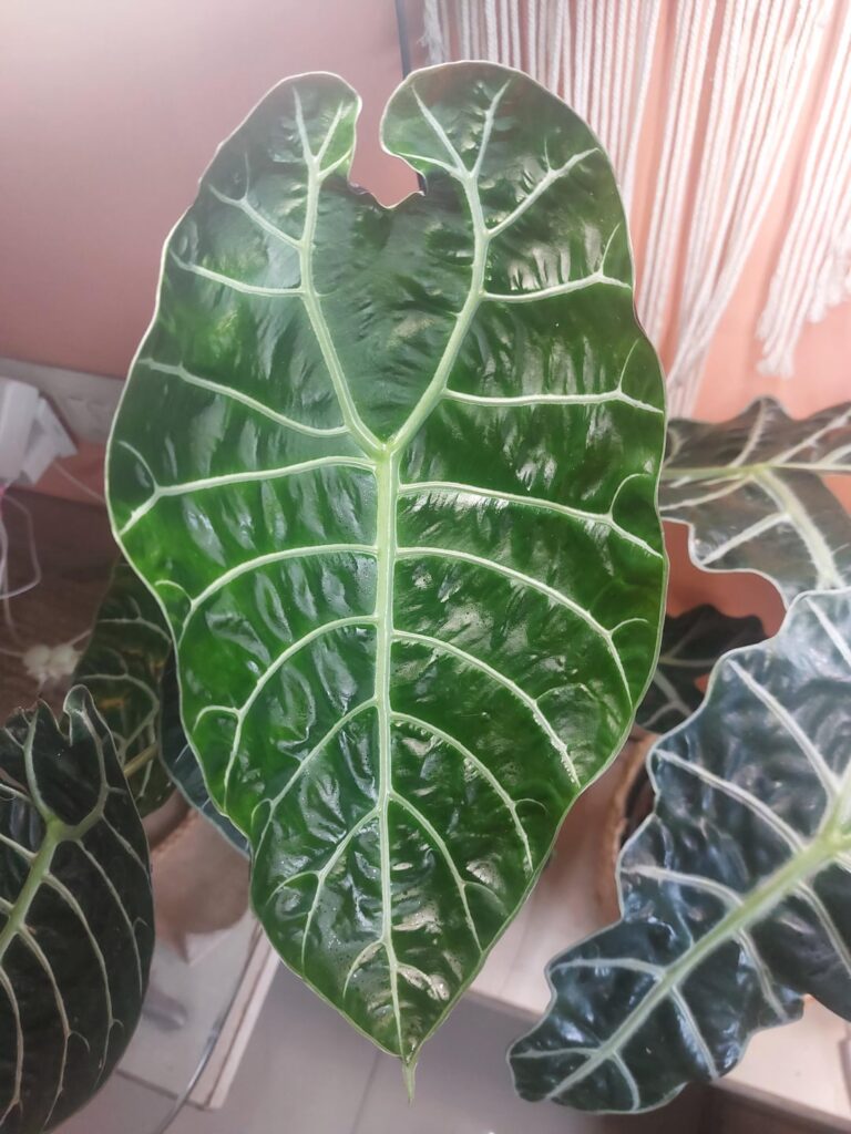 My son, Watson grew a new leaf