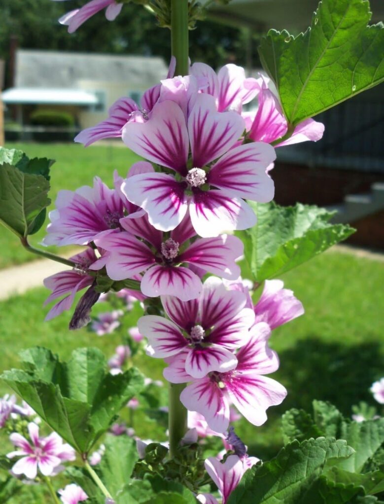 What is the name of this beauty?