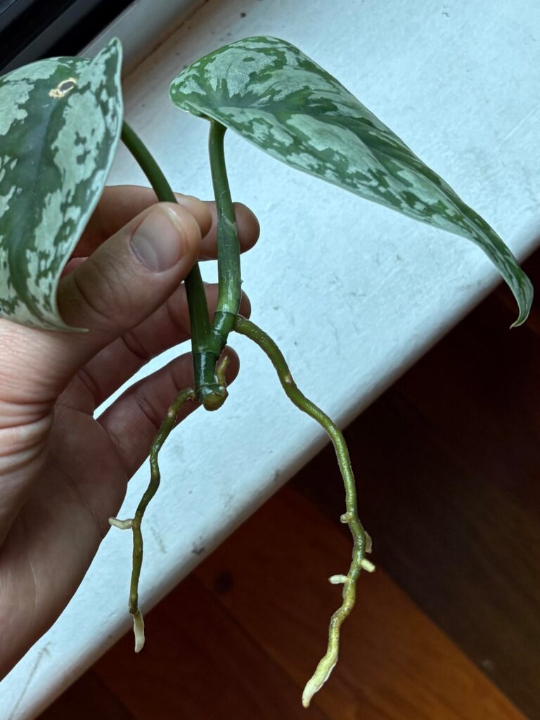 Transplanting help Transplanting help