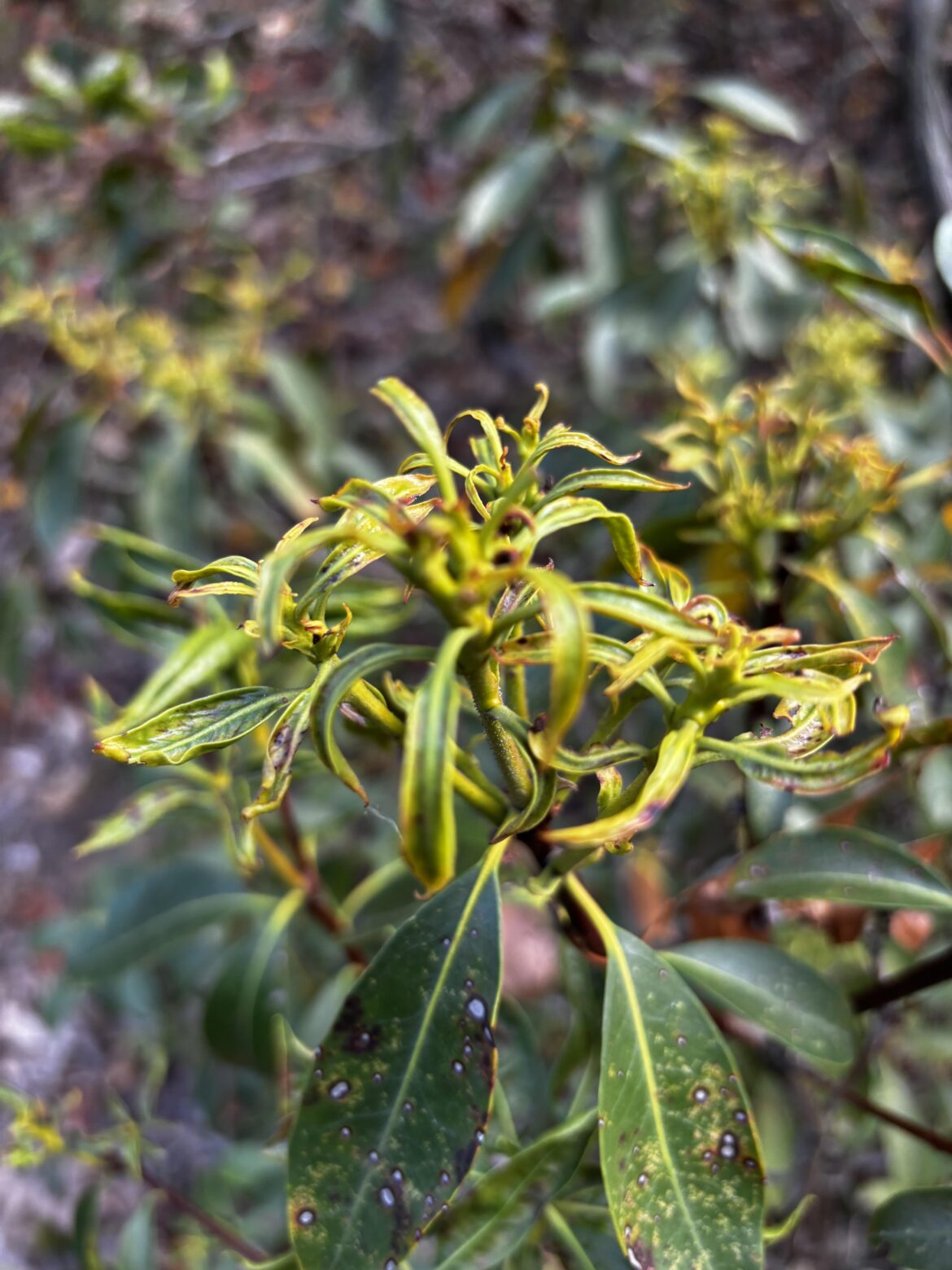 Can anyone diagnose this Kalmia latifolia? Can anyone diagnose this Kalmia latifolia?
