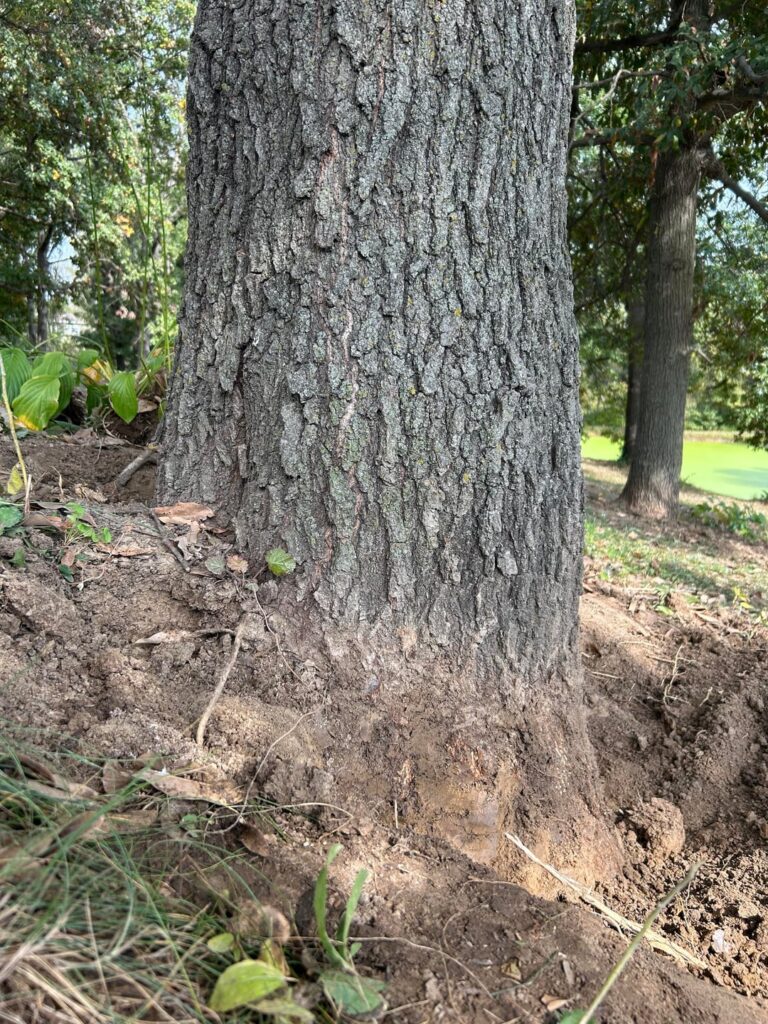 Getting discouraged. Previous owners buried trees when building property around 25yrs ago