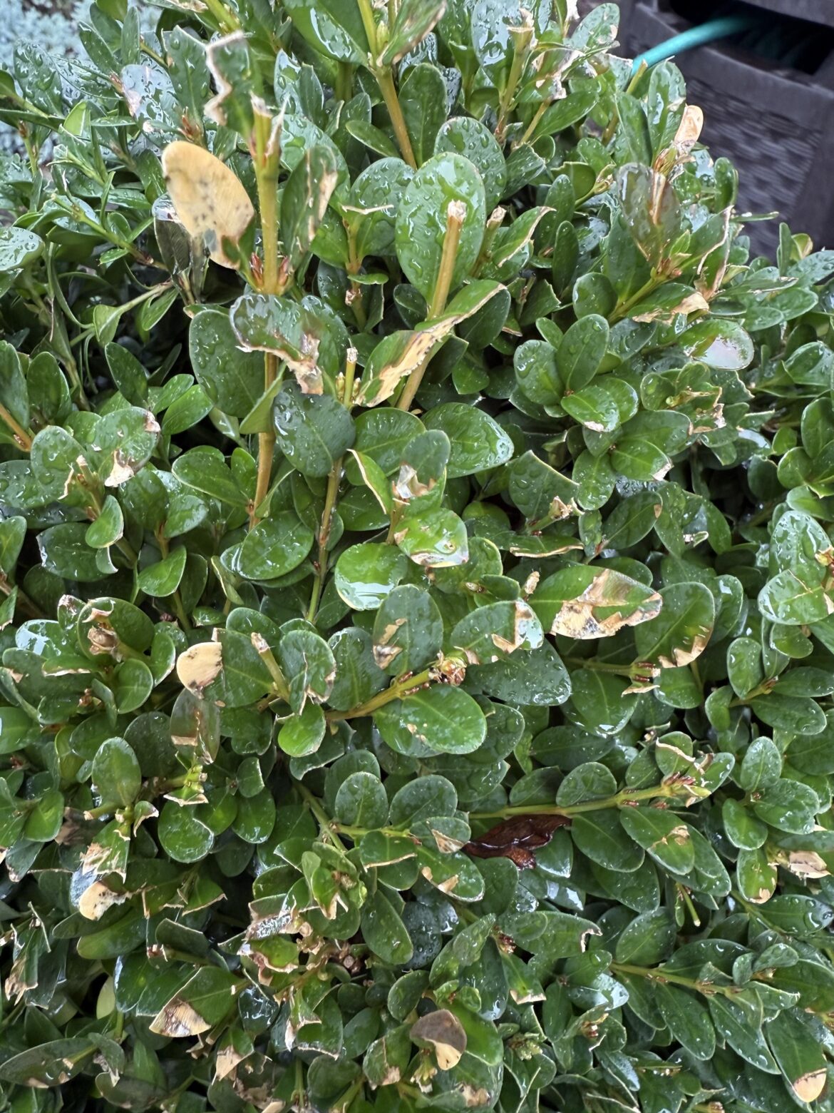 Is this boxwood blight or some other issue?