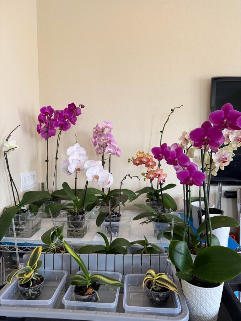 Watering Day Watering Day