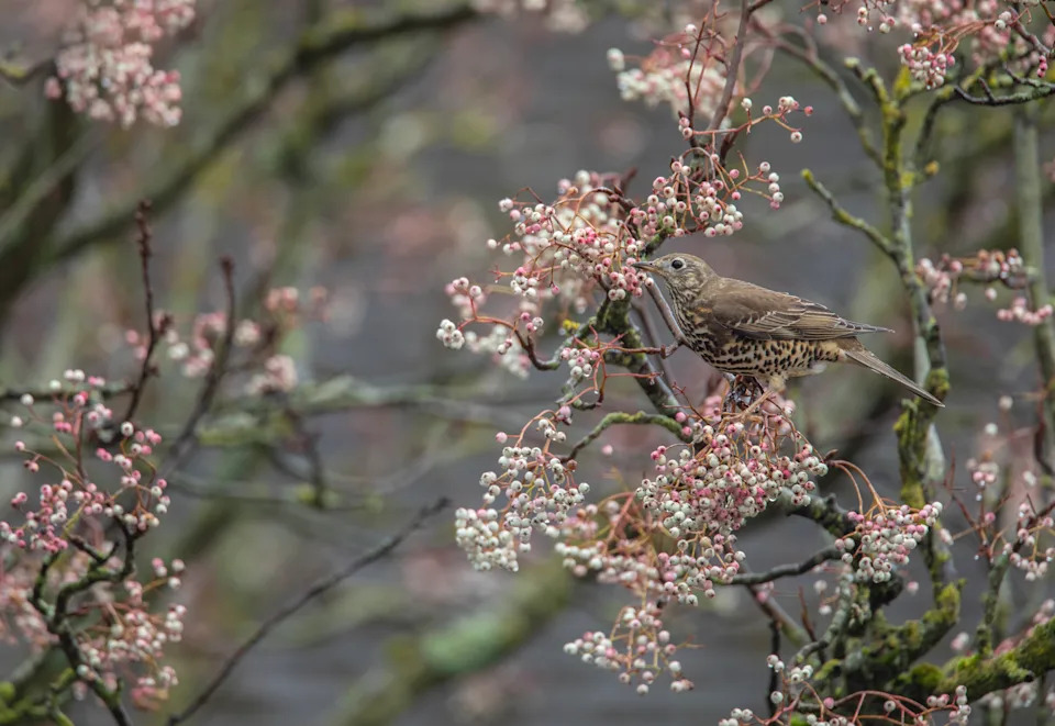 Mistle thrush in a rowan tree (Ben Andrew/rspb-images.com/PA)