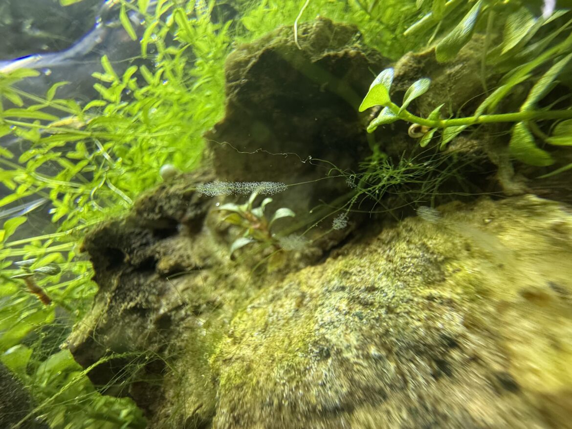 New clutches of eggs. Very tiny eggs. Any idea what they could be?