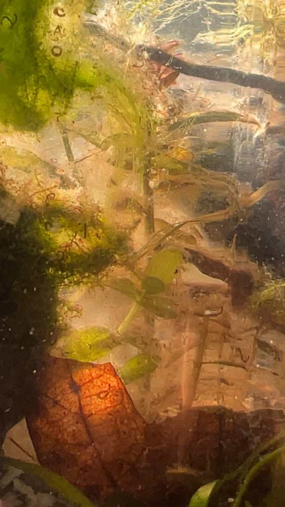 What microfauna is this "swimming spider" looking thing