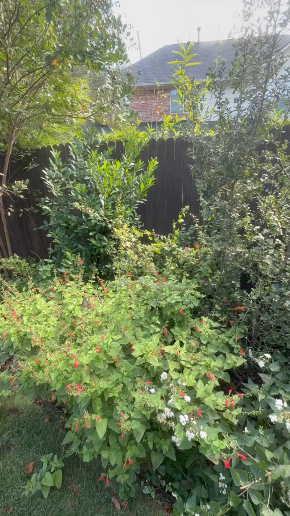 Another Monarch Post