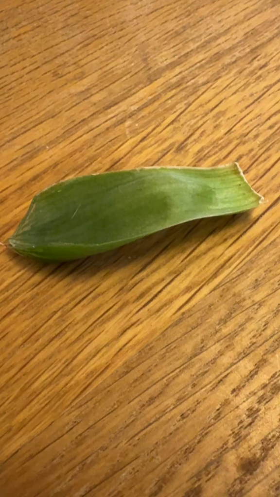 Accidental cooperi leaf prop surprise! Any suggestions for next steps? Accidental cooperi leaf prop surprise! Any suggestions for next steps?