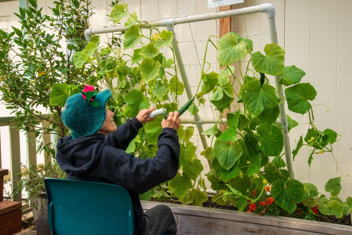 Designing gardens everyone can enjoy A gardener seated in a chair tends to climbing plants on a trellis made from PVC pipes, demonstrating accessible gardening practices in a raised bed setup.
