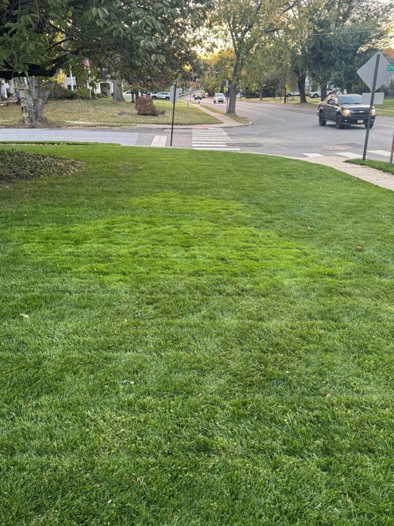 What are these lighter green areas? Cool season Zone 7B New Jersey What are these lighter green areas? Cool season Zone 7B New Jersey