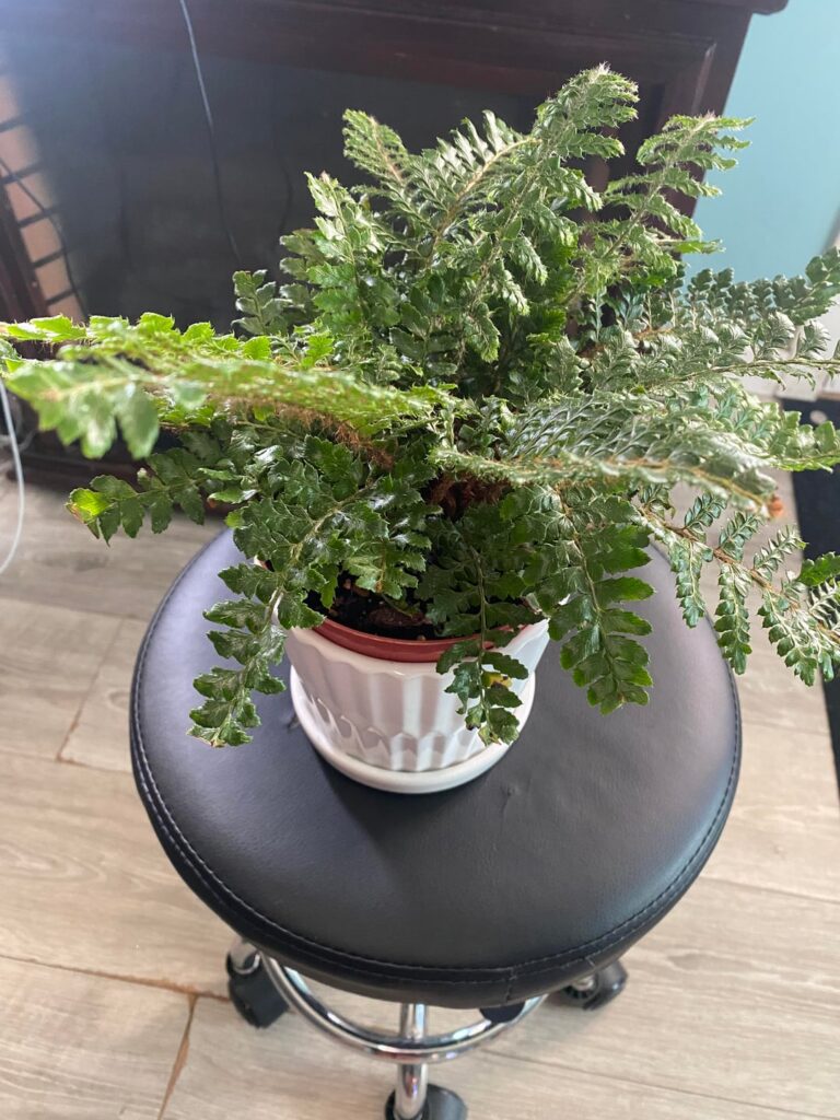 Something is “pooping” dirt out of this plant