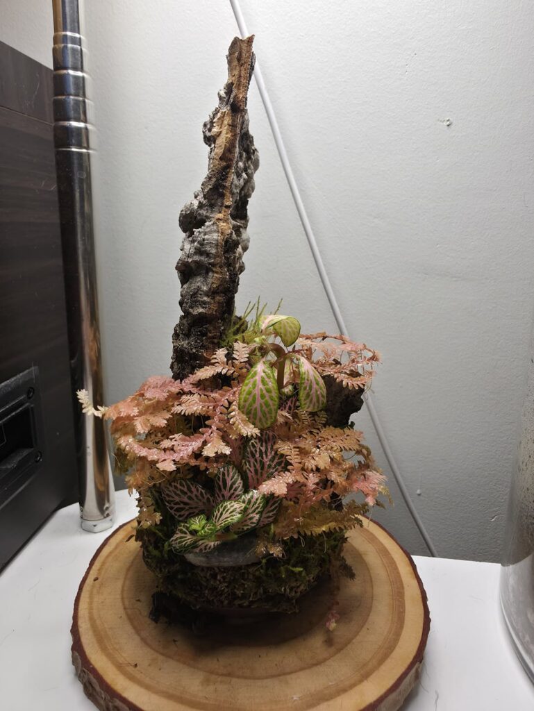 Why is my fiance’s plant turning pink? Why is my fiance's plant turning pink?