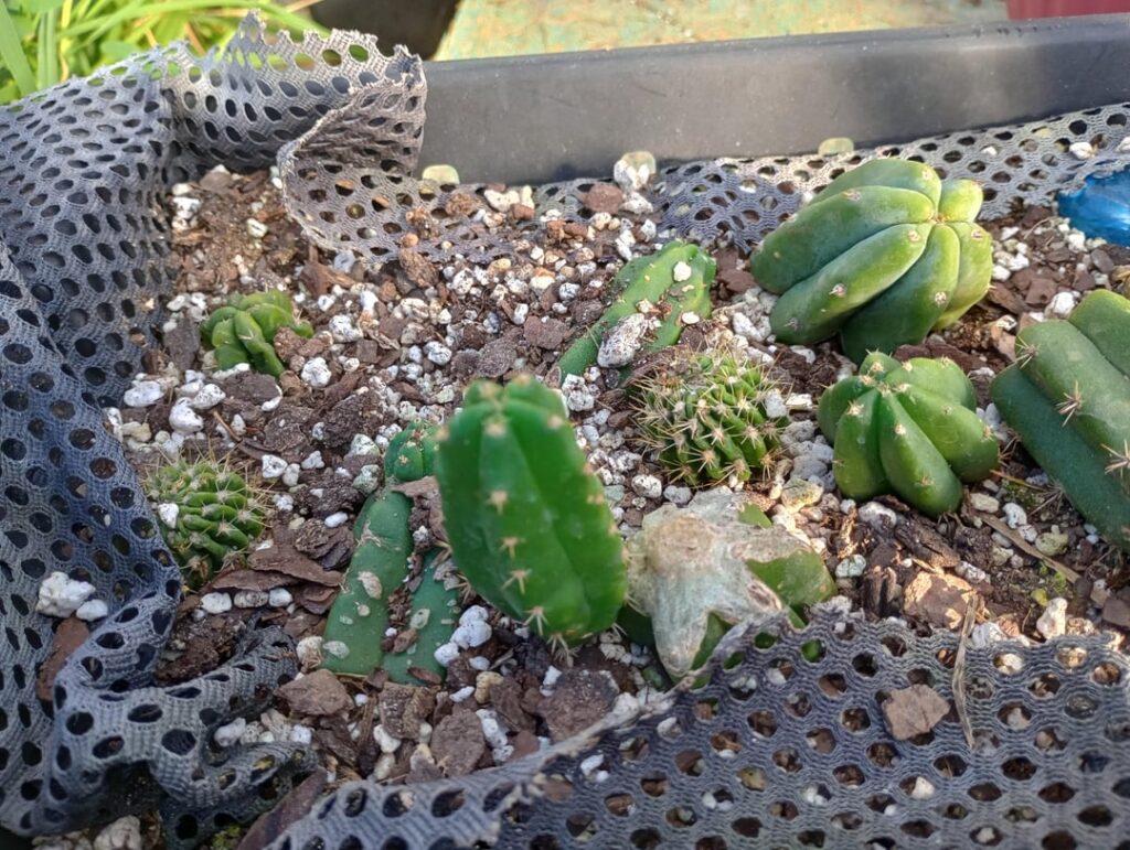 fun with tips and discard pile!