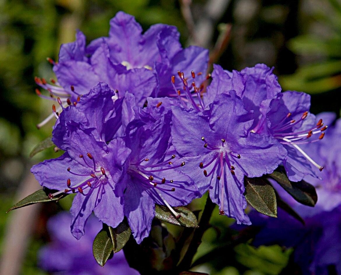 💜Purple Azalea in our garden💜[OC]