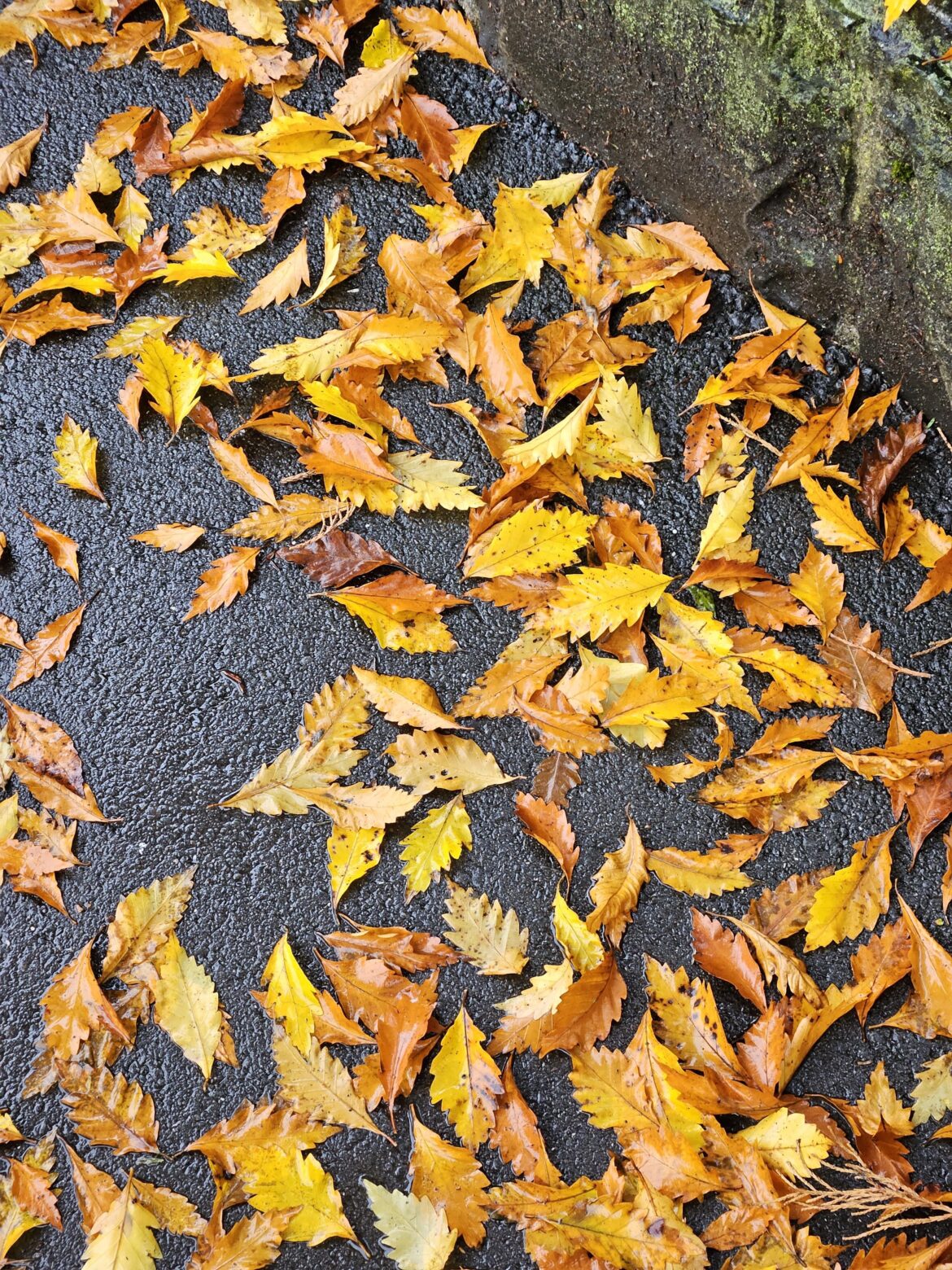 What tree are these leaves from?