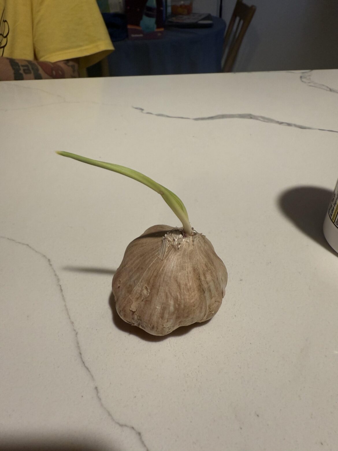 The forgotten garlic at the bottom of my fruit/veggie bowl has produced an antenna. Is this my sign to plant it? The forgotten garlic at the bottom of my fruit/veggie bowl has produced an antenna. Is this my sign to plant it?