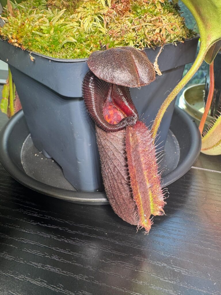 My small plant collection
