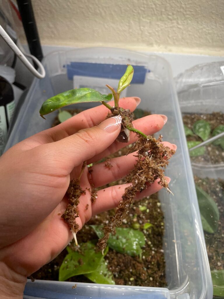 Is my baby billietiae ready for soil ? Is my baby billietiae ready for soil ?