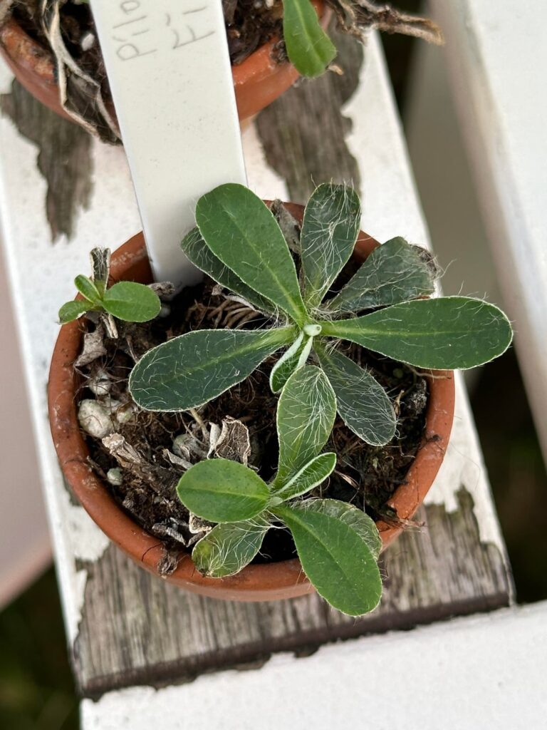 Pilosella officinarium grows differently