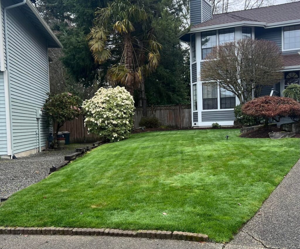 First season trying to get my lawn dialed in – 6-Month transformation (WA) First season trying to get my lawn dialed in – 6-Month transformation (WA)