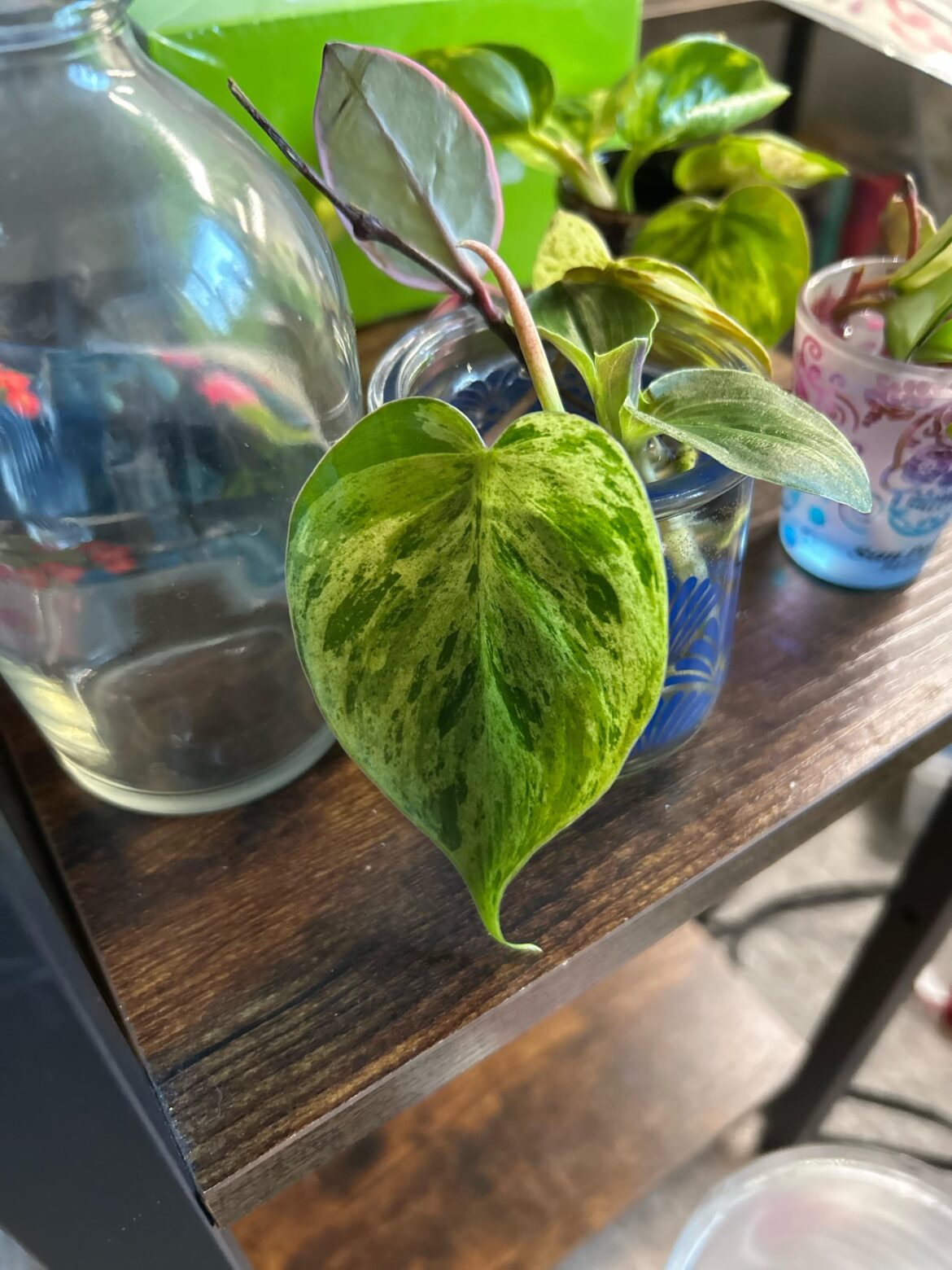 I forgot the name of the cuttings I got