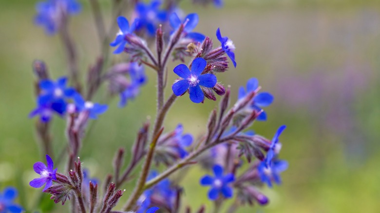 Deep blue flowers of alkanet in bloom