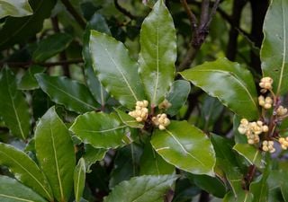 Laurel: the perfect evergreen plant for cooking and decorating gardens