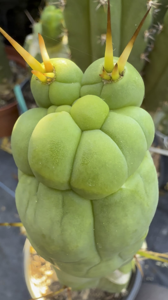 HAYYYY YOOOU GUUUYS !!!