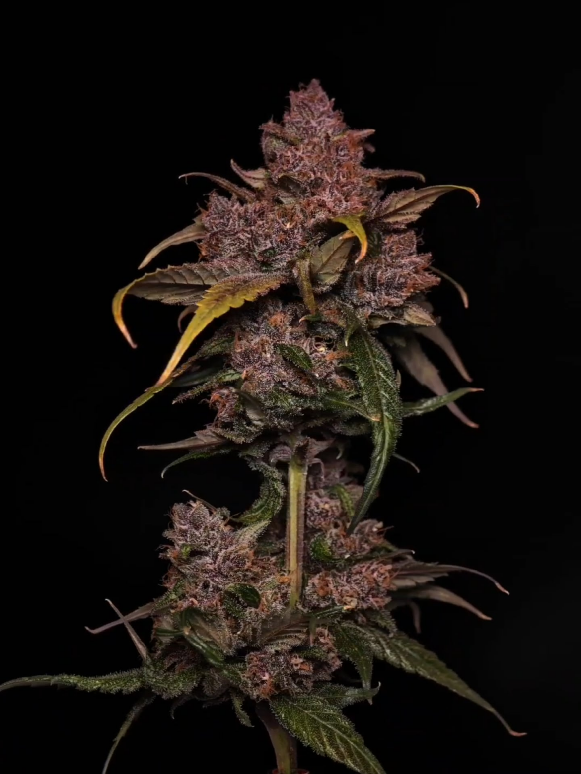 Bag seed, first ever grow Bag seed, first ever grow