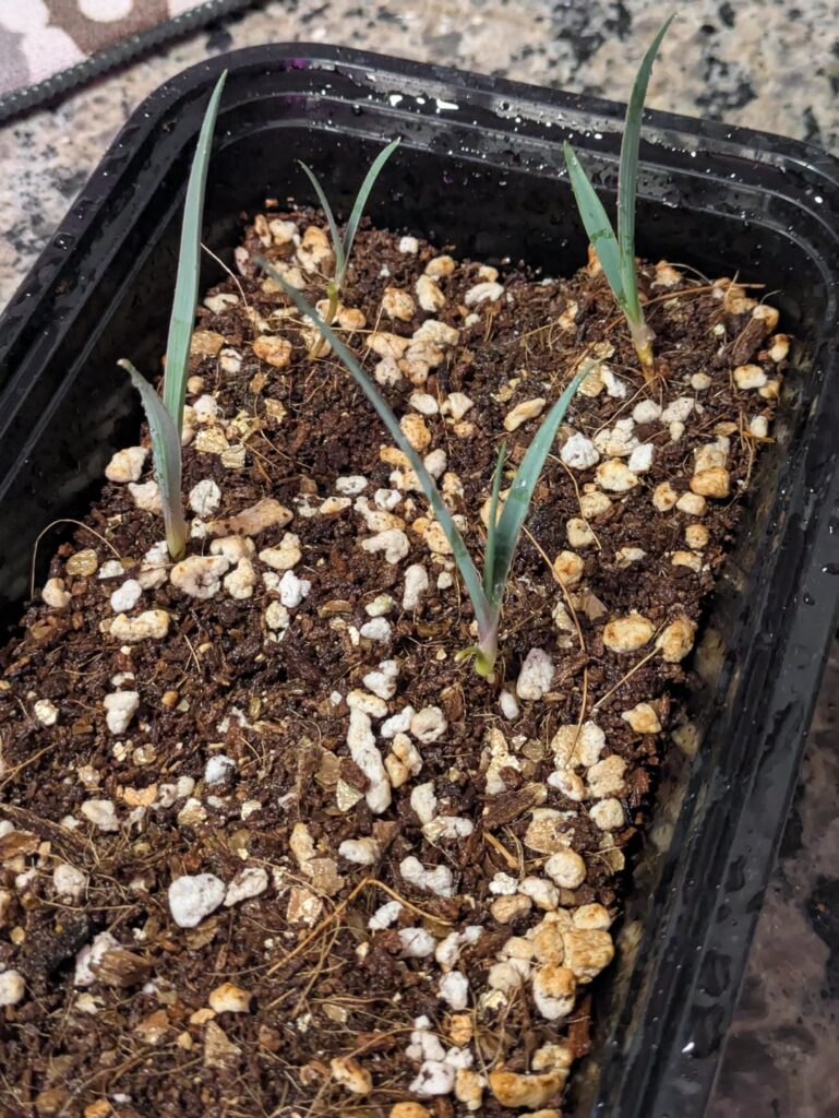 Joshua tree update, now ~2 months old from seed.