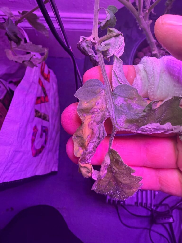 Tomato help Tomato help