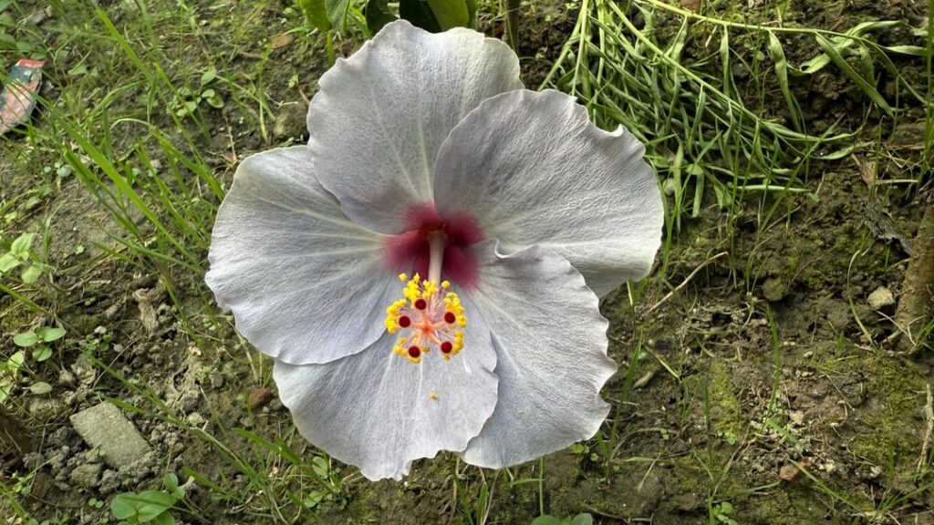 This was my first time seeing this color in a flower 🌺